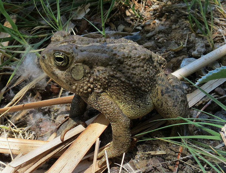 Woodhouse's Toad